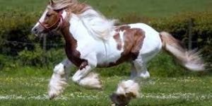 Vastu Shastra Photos