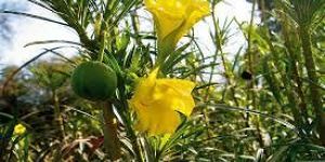 Vastu Shastra Plants