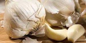 Fresh Garlic