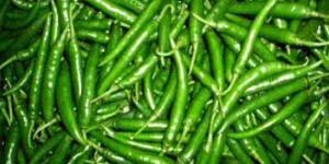 Fresh Green Chillies