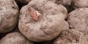 Elephant Yam