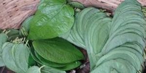 Betel Leaves