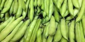 Fresh Broad Beans
