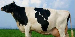 Ayrshire Cow