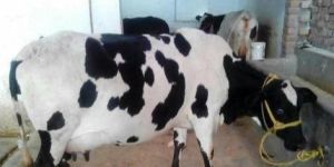 Dairy HF Cow