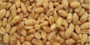 Organic Wheat