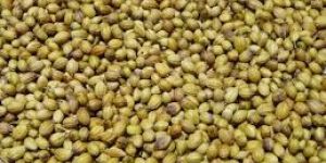 Coriander Seeds