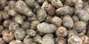 Taro Root
