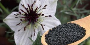 Nigella Sativa Seeds