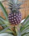 Fresh Pineapple