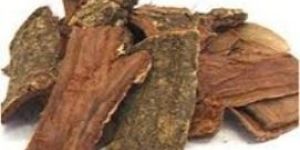 KATHA-Catechu extract