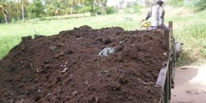 Cow Dung