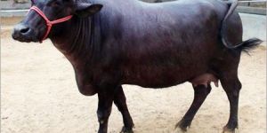 Live Mehsana Buffalo