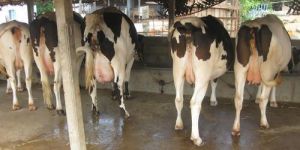 Live Cross Breed Cow