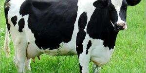 Live Holstein Friesian Cow