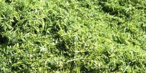 Green Alfalfa