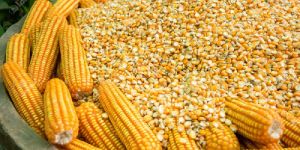 Organic Maize Seeds