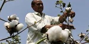 Raw Cotton