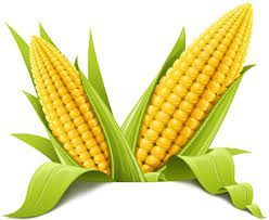Yellow Corn