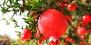 Fresh Pomegranate