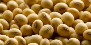 Soybean