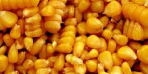 Yellow Maize