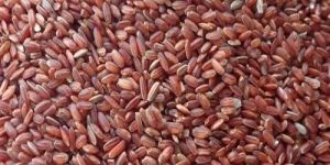 Red Rice