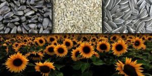 Sunflower Seeds