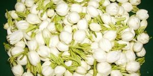 Fresh Jasmine Flowers