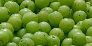 Fresh Amla