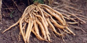 Dried Shatavari Roots