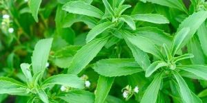 Stevia Plant