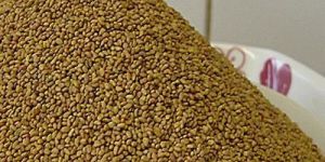 Sesbania Seeds(Dhaincha)