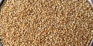 Sorghum Seeds(Jowar)