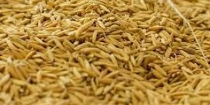 Rice Bran