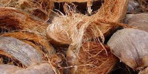 Coconut Husk
