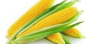 Yellow Corn