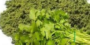 Spray Dried Coriander Powder
