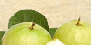 Spray Dried Guava Powder