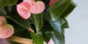 Fresh Anthurium Leaves