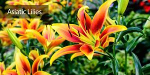 Fresh Asiatic Lily Flowers