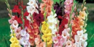 Fresh Gerbera Flowers