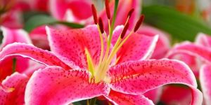 Fresh Oriental Lily Flowers