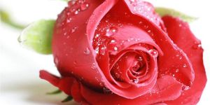 Fresh Taj Mahal Rose Flowers