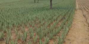 Aloe Vera Plants Leaves Pulp
