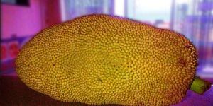 Jackfruit