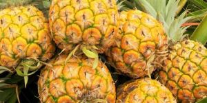 Fresh Pineapple