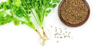 Coriander
