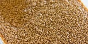 Roasted Sesame Seeds