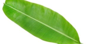 Fresh Banana Leaf